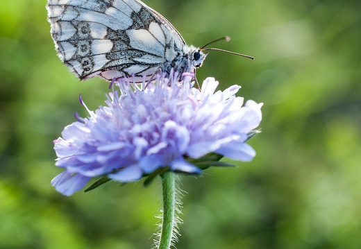 La flore