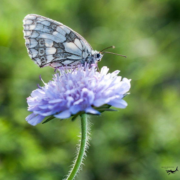 Photographie_26072017_184605.jpg