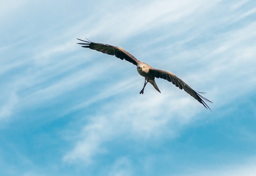 La faune