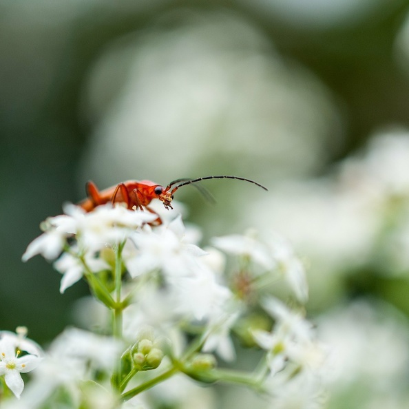 Photographie_09072017_112903.jpg