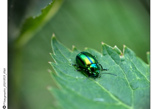 Photographie_20250719_0086