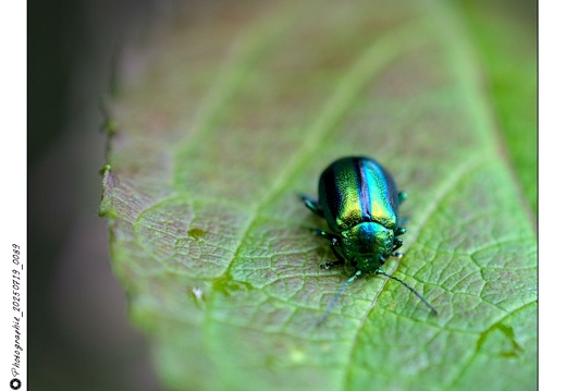 Photographie_20250719_0089