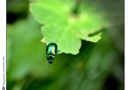 Photographie_20250719_0094