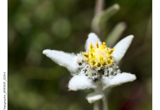 Photographie_27072017_121346