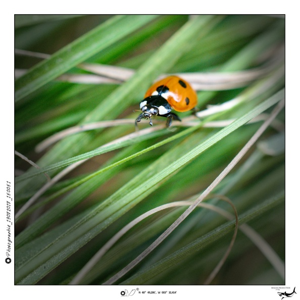 Photographie_19072017_150051.dng