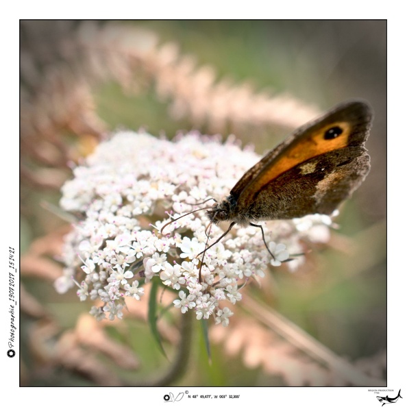 Photographie_19072017_151421.dng