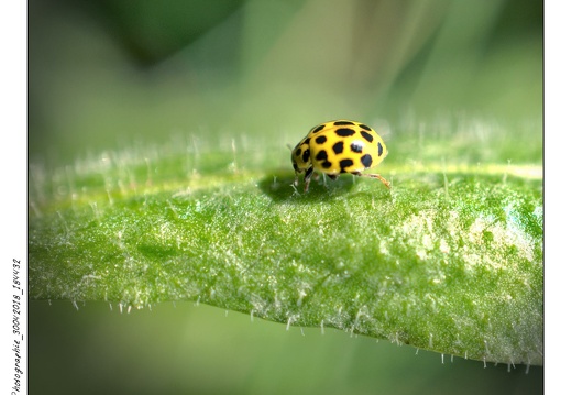 Photographie_30042018_184432