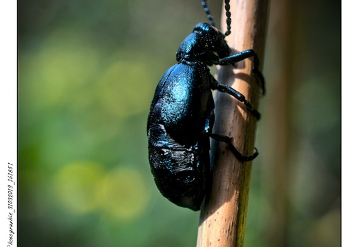 Photographie_31032019_161851